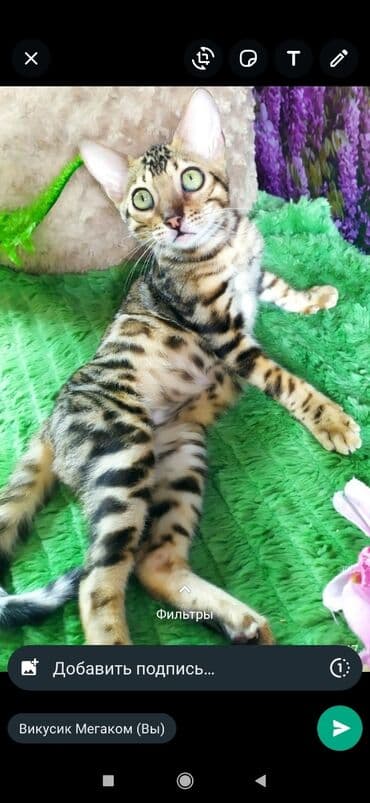 бенгальский леопардовый кот: Друзья !! в проф питомнике Бен Гла Мур новые детки .Бенгальские котята — 14