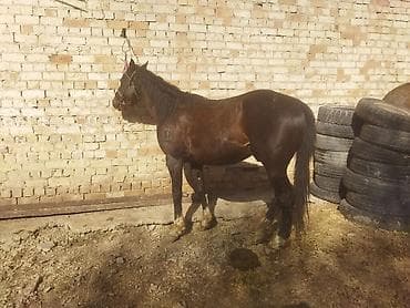 брама мрамор: Продаю | Конь (самец) | Рабочий — 2