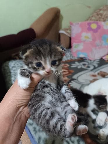 животные кошка: Котята вместе с мамами, 2 кошки молодые и 8 котят. - Помёт — 6