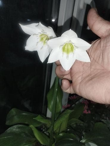 букет пионы: Эухарис (амазонская лилия) в декоративном пластиковом кашпо. - Белые — 4