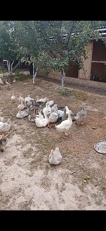 голубь цена: Продаю гусей гусят разного возраста цена договорная — 3