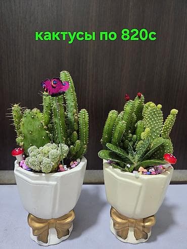 антуриум цена: Вриезия/гусмания в горшках - Яркая бромелия с красно‑желтым — 4