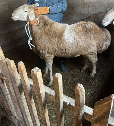 племенные коровы молочные купить: Продаю | Баран (самец) | Эдильбаевская | На забой | Осеменитель — 4