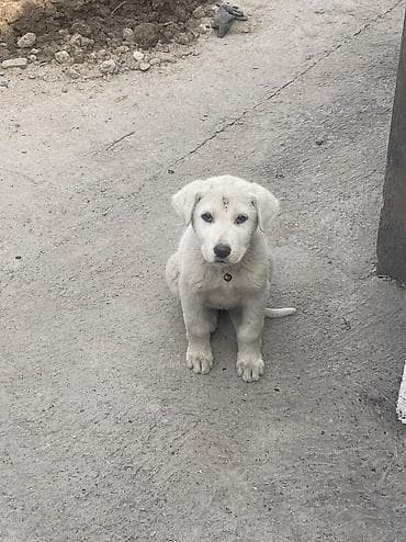 продаю лабрадора: Лабрадор-ретривер, 2 месяца, Самка, С прививкой — 6