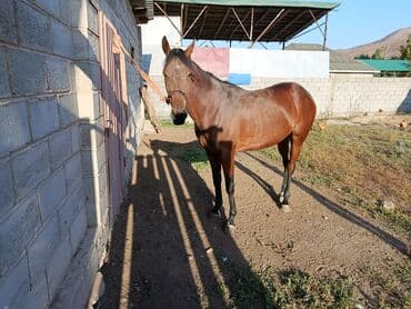 зоомагазин бишкек орто сай: Сатам | Бээ (ургаачы) | Англиялык | Ат спорту | Мерин — 5