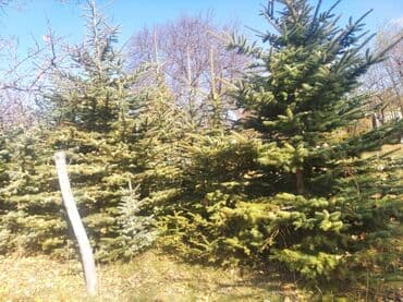 бу строительные инструменты: Саженцы деревьев: Ели — 3
