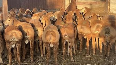 Животные: Продаю | Овца (самка) | Для разведения — 1