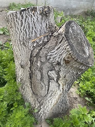 Үй жана бакча үчүн баардык: Отун Терек, Өзү алып кетүү — 7