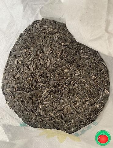 яблоки привосход: Жареный семичка качество на 100% гарантия!!
 толъко оптом — 4