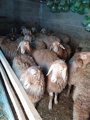 Продаю | Овца (самка) | Для разведения | Матка