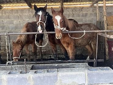 Собаки: Продаю | Конь (самец) | Конный спорт — 1