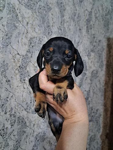 такса собаки: Щенки таксы ищут любящих хозяев, гладкошерстные, окрас черно-подпалый — 3