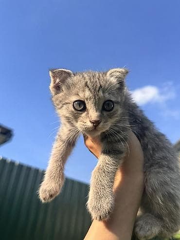 котята пародистые: Отдаю в добрые руки!Шатландских вислоухих котята Котята приручены к — 1
