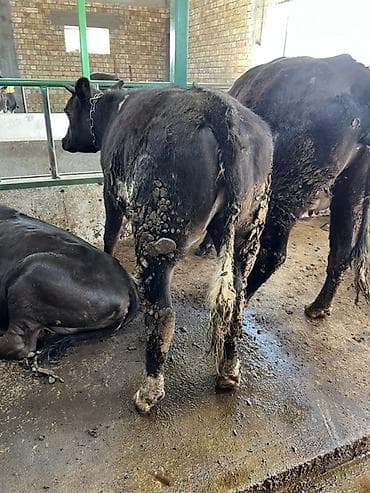 1жаш бука: Продаю | Тёлка | Бельгийская | На откорм | Привязанные — 6