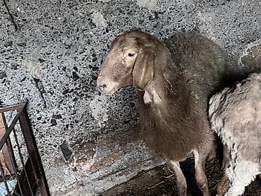 Башка жаныбарлар: Сатам | Ургаачы кой (ургаачы) | Көбөйтүү үчүн — 7