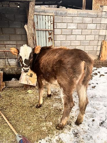 торпое: Продаю | Тёлка | На откорм, Для разведения, Для молока | Отела не было — 5