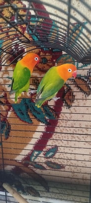 Неразлучники (пара) в комплекте с просторной клеткой и аксессуарами