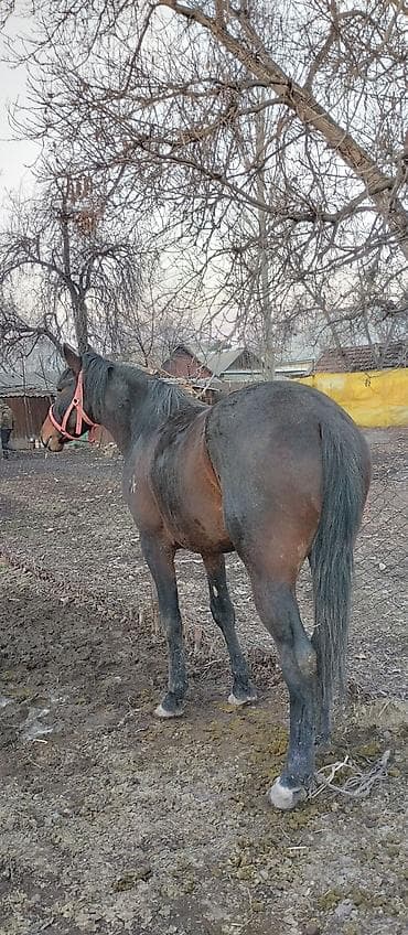 Услуги ветеринара: Продаю | Жеребец | Полукровка | Конный спорт | Осеменитель — 4