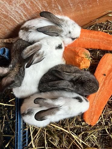 Продаю крольчат. Им 1 месяц 
Смесь породы полтавский серебро и бабочки