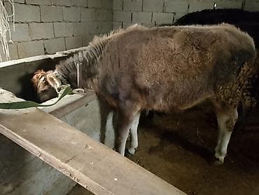 пародистые коровы: Продаю | Бык (самец) | На откорм | Привязанные — 2