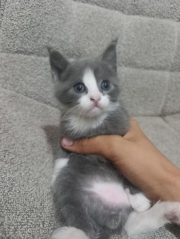 котята каракол: Отдам котят - Милые пушистые котята, окрас: серый сплошной — 4
