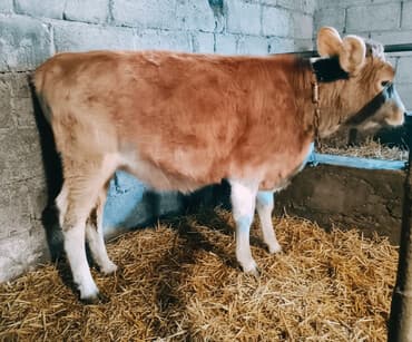 Грызуны: Продаю | Тёлка | Привязанные — 1