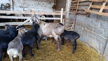 продажа щенков немецкой овчарки с документами в бишкеке: Продаю | Жеребец | Рабочий — 7