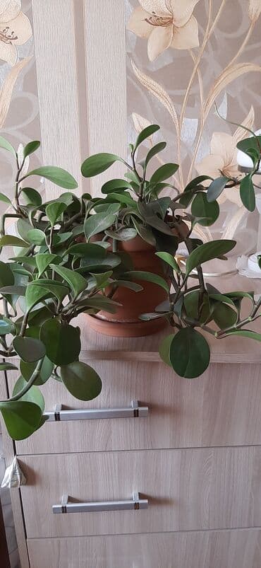 растения для аквариума: Комнатное растение в горшке — 2