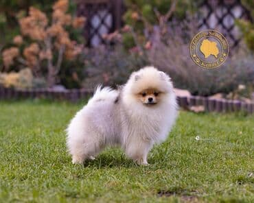 русский спаниель щенок купить: Шпиц, 3 месяца, Самец, С прививкой, С родословной — 1