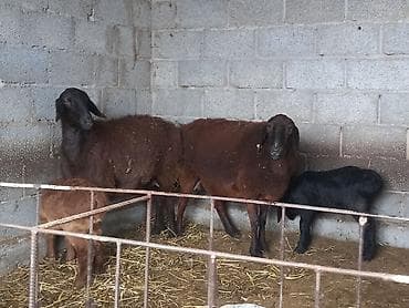 кролики карликовые: Продаю | Овца (самка) | Для разведения | Матка — 6