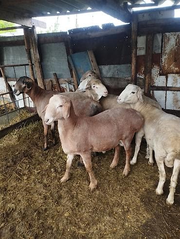 мел для животных: Продаю | Баран (самец) — 2