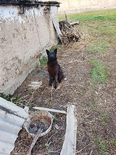 пушистая сиамская кошка: Собака среднего размера, короткошерстная, черно-рыжего окраса. Прямые — 5