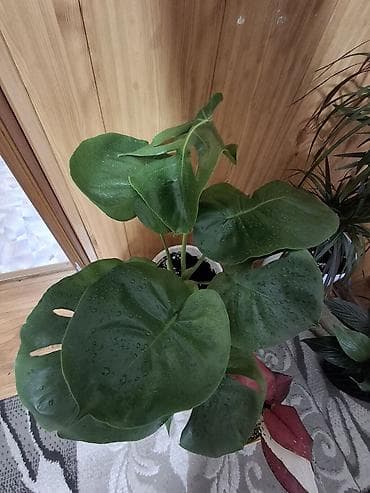 цветы драцена: Продаю не прихотливых, адаптированных комнатных цветов, Все виды — 5