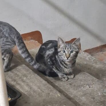 сколько стоит кошка породы мейн кун: Кошка даром: Беспородная, 3 месяца, Девочка — 5