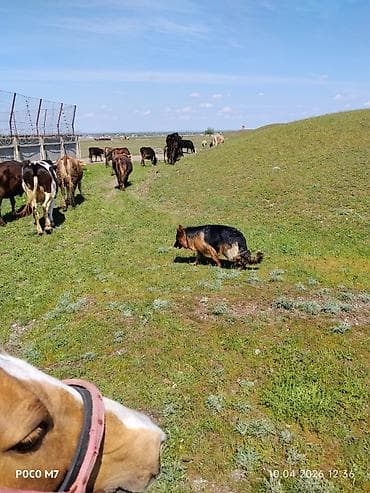 бетон жумуштары: Услуги пастушьей собаки для выпаса стада - Порода: немецкая овчарка — 5
