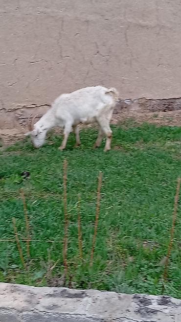 козы камори: Продаю | Коза (самка) | Для молока — 4