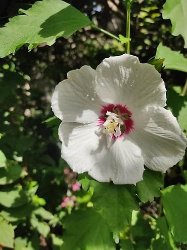 самшиты круглые: Кустарники: Дейция Гортензия, Пироката красные ягоды, Арунас — 10