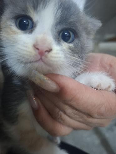 абиссинские коты: Котята домашние, пушистые комочки радости. мама на половину британка — 4