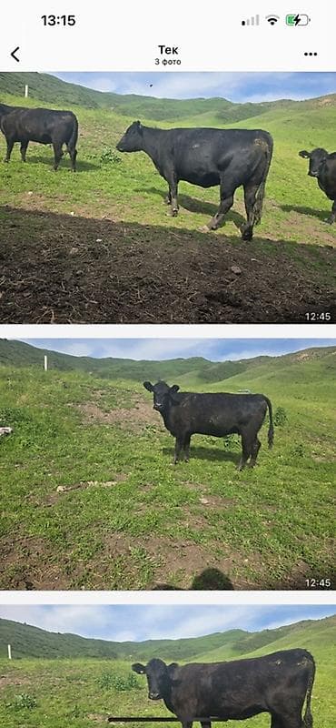 уй ангус: Продаю | Корова (самка), Бык (самец), Тёлка | Абердин-ангус | Для разведения | Племенные — 1