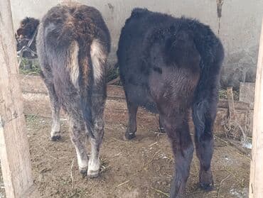 корова симентал: Продаю | Тёлка, Музоо, торпок | Для разведения — 2