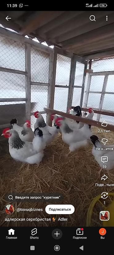 Товары и оборудование для с/х животных: Продаю | Куры | Несушки — 2