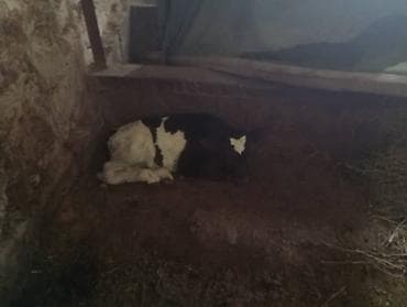 самый лучший сильный умный собака: Продаю | Корова (самка) | Для молока | После отела — 5