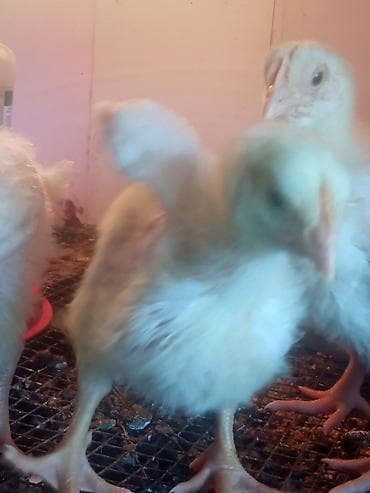 гуси мамуты купить: Продаю | Цыплята | Бройлерная | На забой — 1