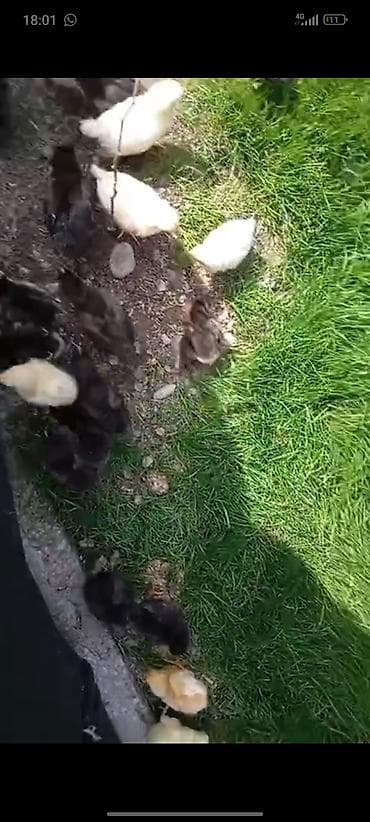 Продаю | Цыплята | Несушки