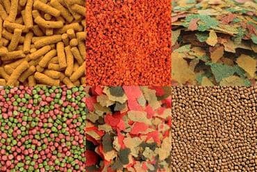 водоросли для аквариума купить: Приму в дар: аквариум (можно с небольшой трещиной), экзотических — 5