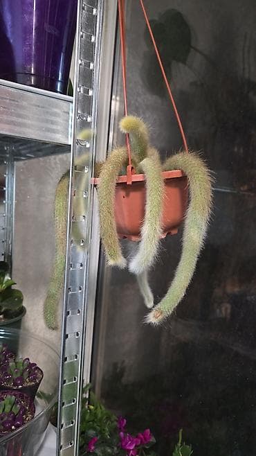 жу: Кактусы в декоративных горшках. Варианты: - Композиции из нескольких — 5