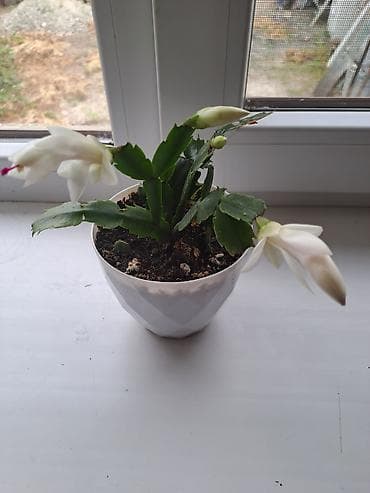 Комнатные растения: Декабрист (Schlumbergera) в горшке — комнатный цветок с зимним — 3