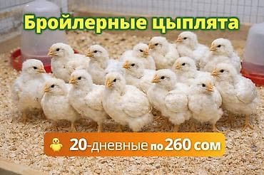 куриные лапы: Продаются здоровые бройлерные цыплята. Активные, крепкие, хорошо — 1