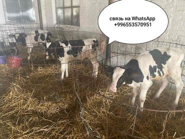 охотничьи собаки купить: Продаю | Корова (самка), Бык (самец), Тёлка | На откорм, На забой, Для разведения — 1