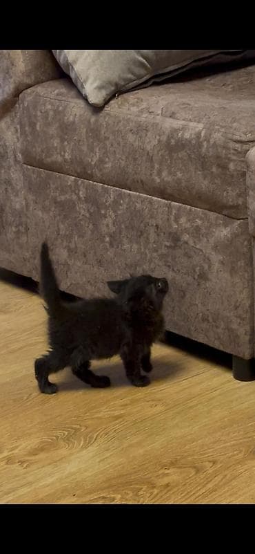 продажа котят мейн кун: Майнкун метисы Отец - дворовой крутыш🦁(крупный) Мать - Майнкун к — 7